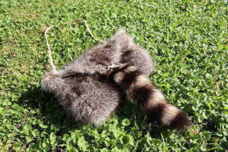 Video: How to Make a Raccoon Fur Bag Image